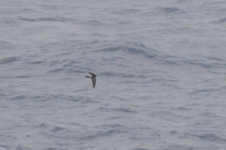 Black-bellied Storm-Petrel - ML532745311