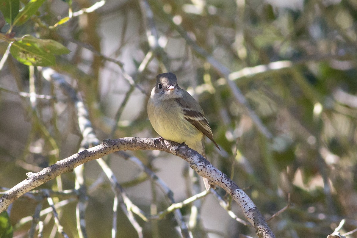 Hammond's Flycatcher - ML532745621