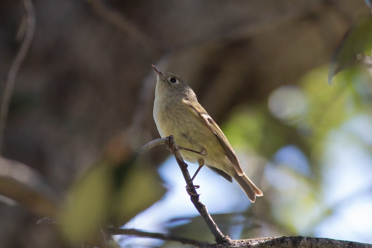 Ruby-crowned Kinglet - ML532745741