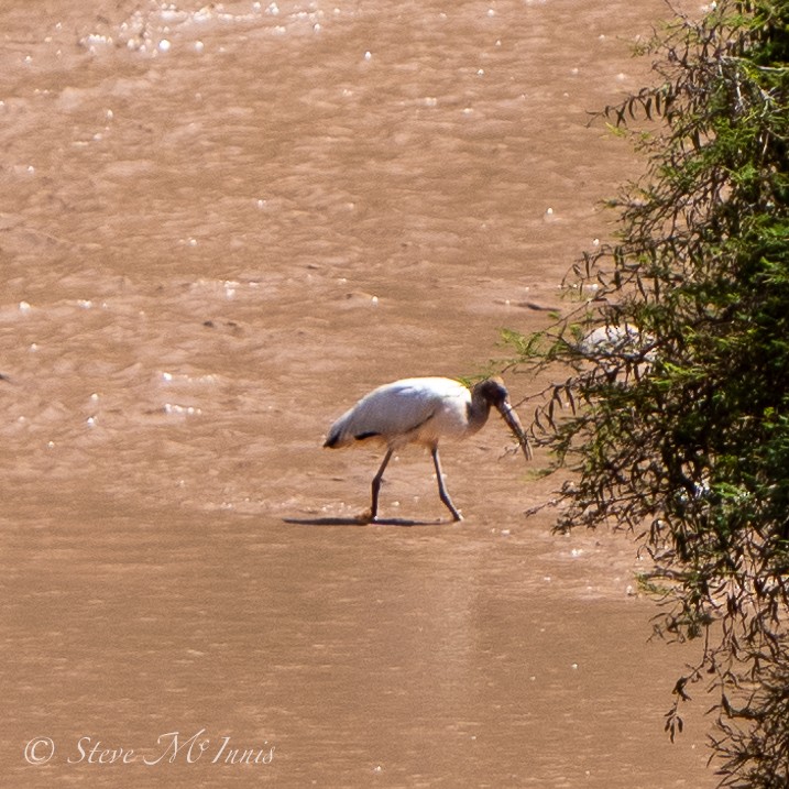 Wood Stork - ML532745751