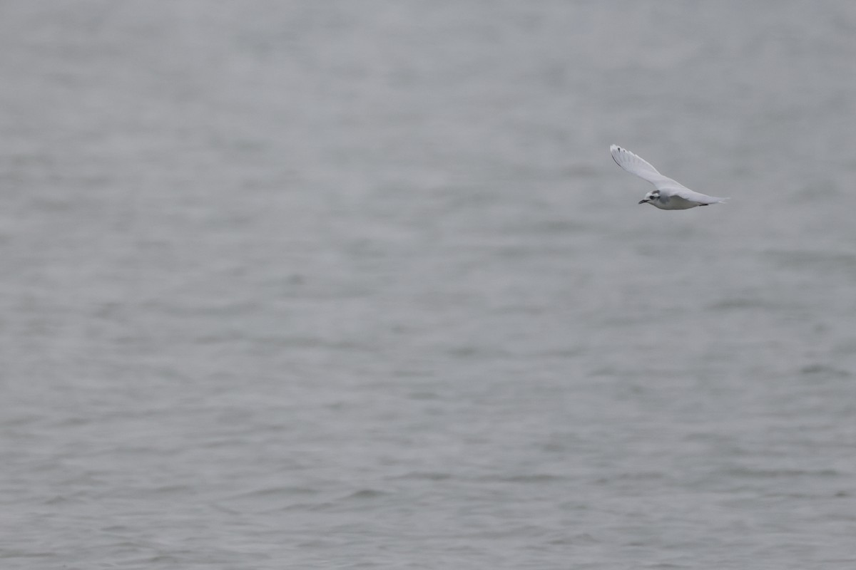 Little Gull - ML532747041