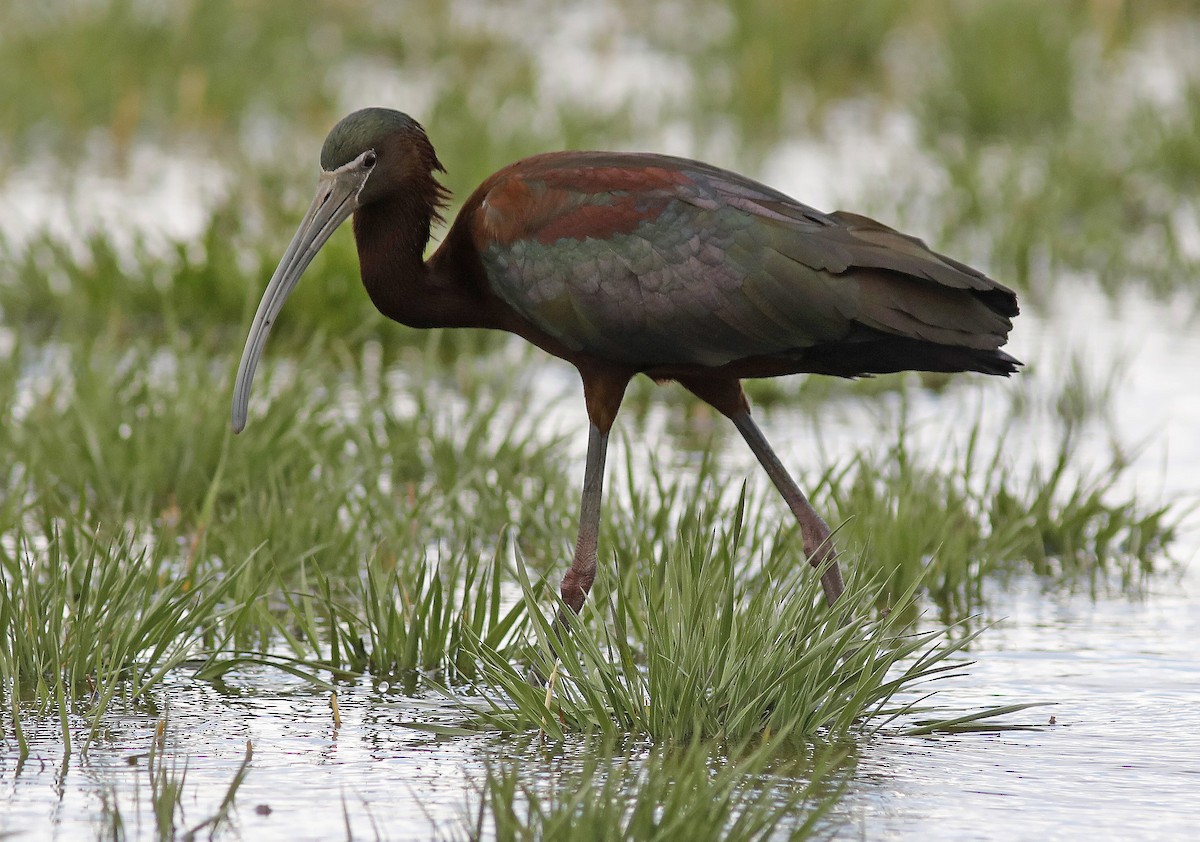 Glossy Ibis - Bill Maynard