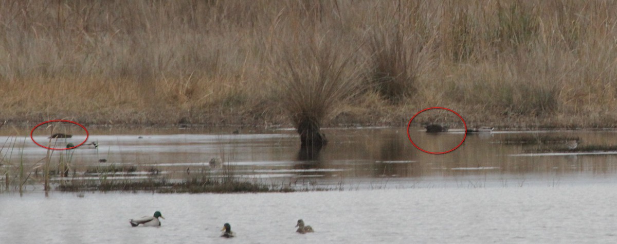 American Black Duck - ML532749991