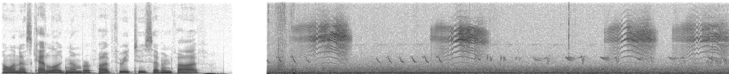 Perlita Californiana - ML53275