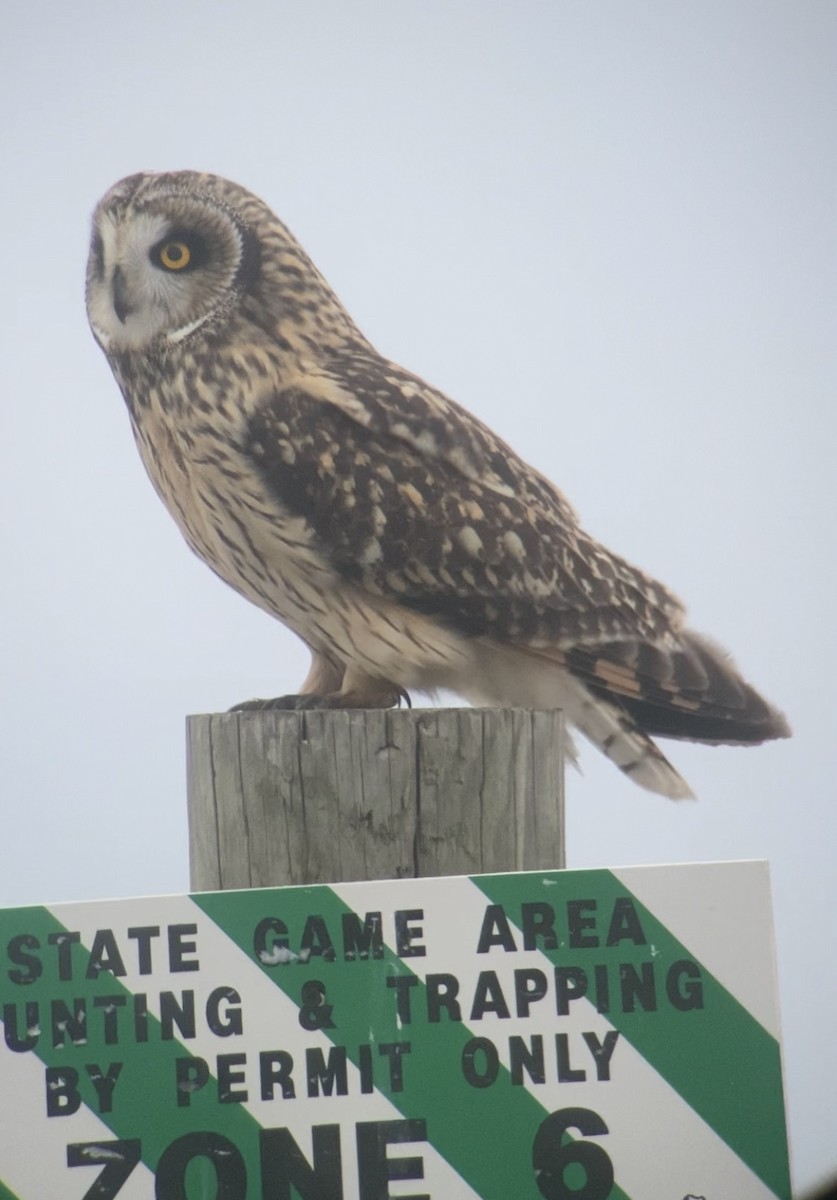 Short-eared Owl - ML532750121