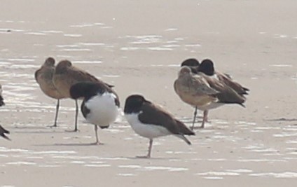 Marbled Godwit - ML532750311