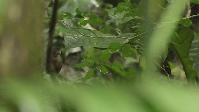 ハシナガミソサザイ - ML532750741