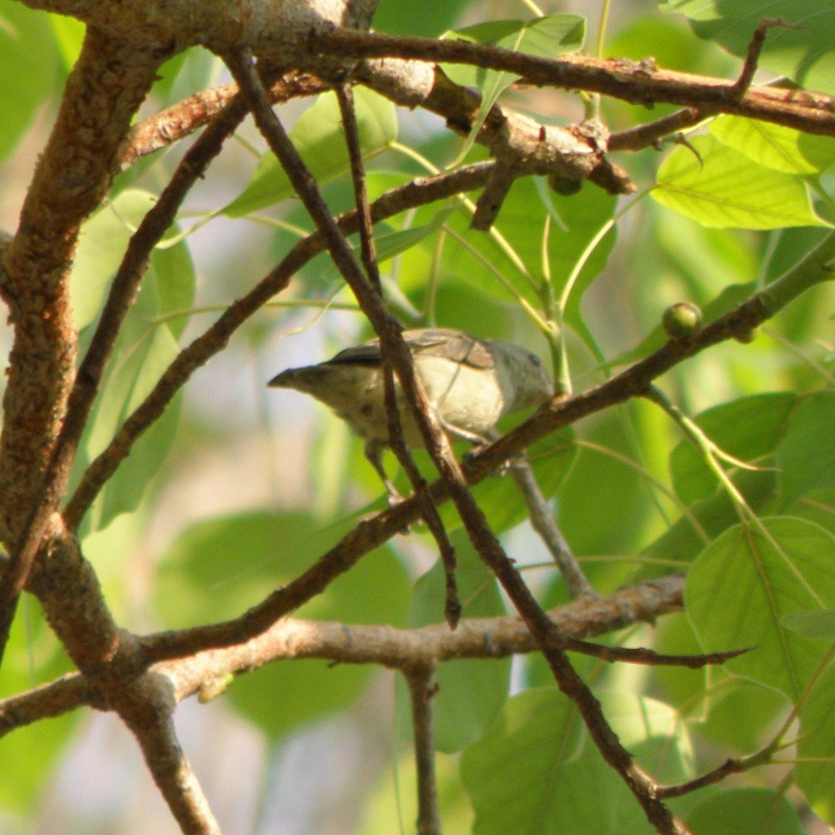 Pale-billed Flowerpecker - Brihadeesh S