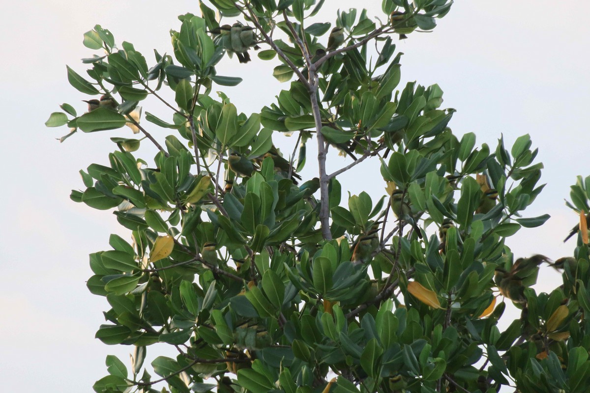 Rainbow Bee-eater - ML53275101