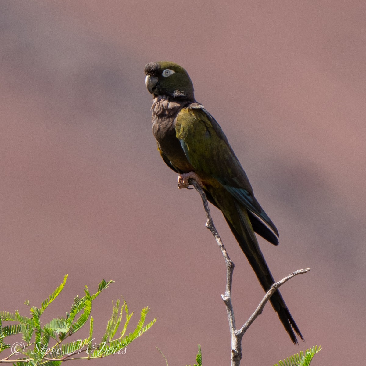 Conure de Patagonie - ML532751661