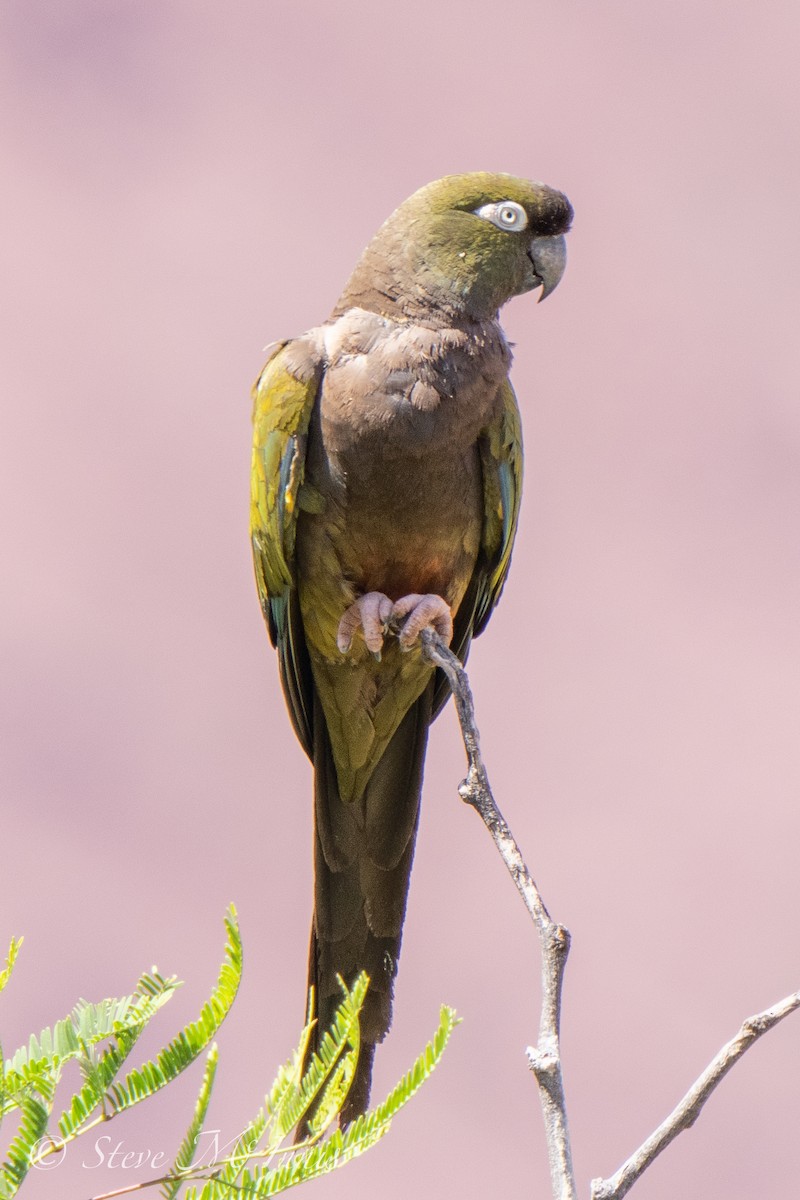 Conure de Patagonie - ML532751681