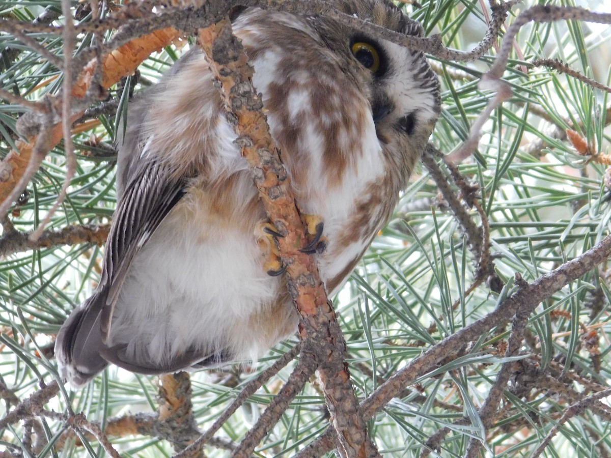 Northern Saw-whet Owl - ML532751911