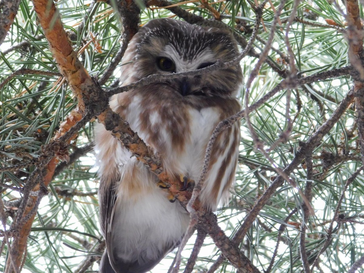 Northern Saw-whet Owl - ML532752291