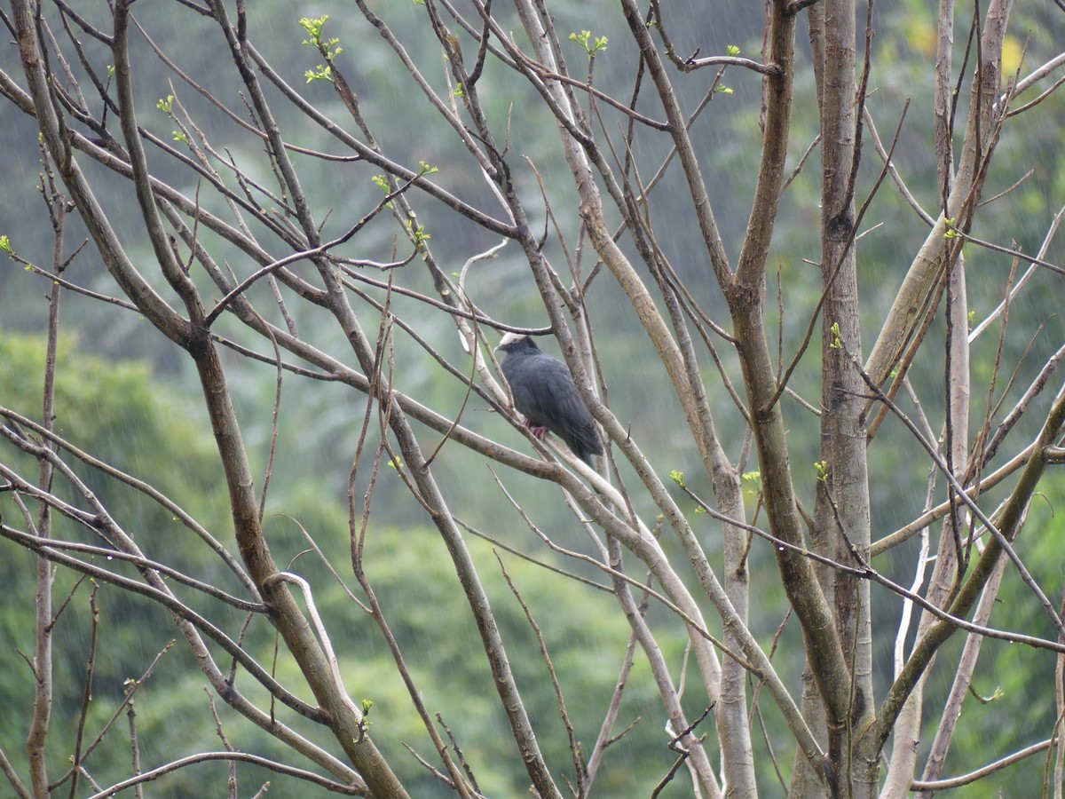 White-crowned Pigeon - ML532752561