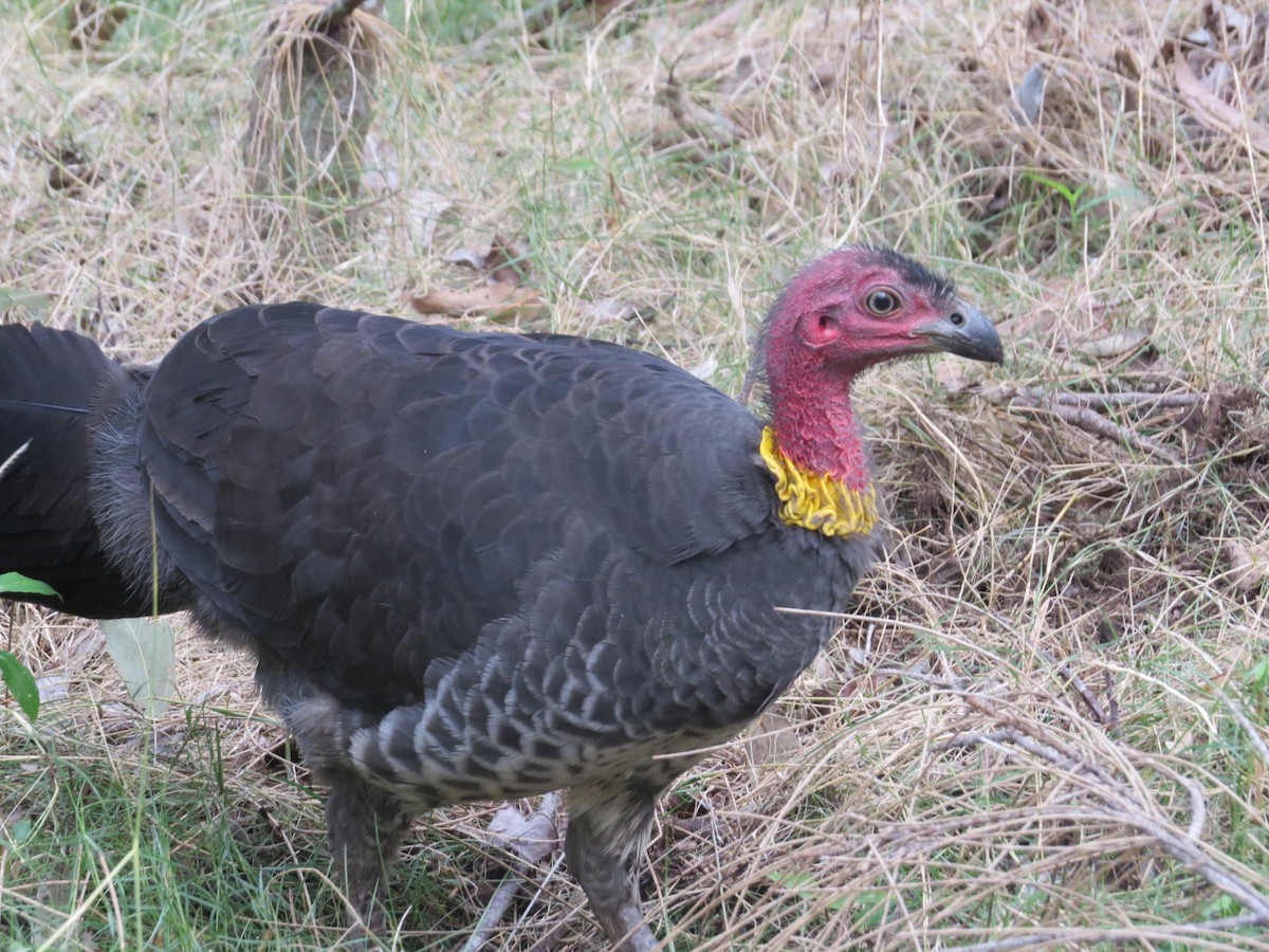 Talégalo Cabecirrojo - ML53275311