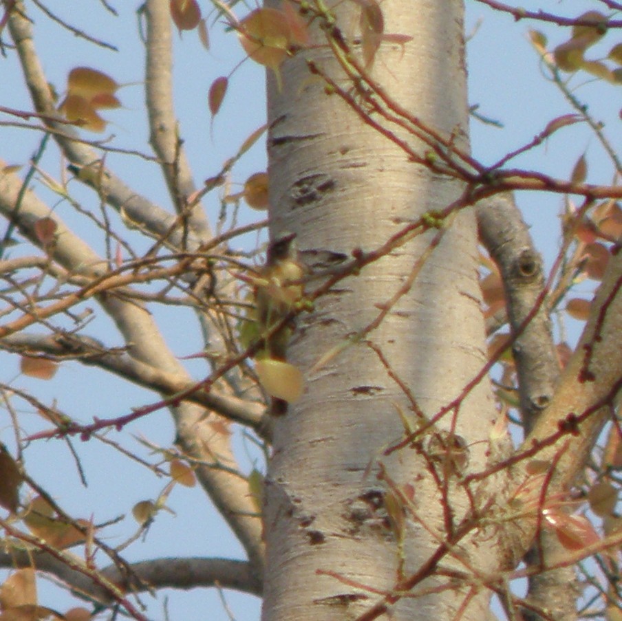 Small Minivet - Brihadeesh S