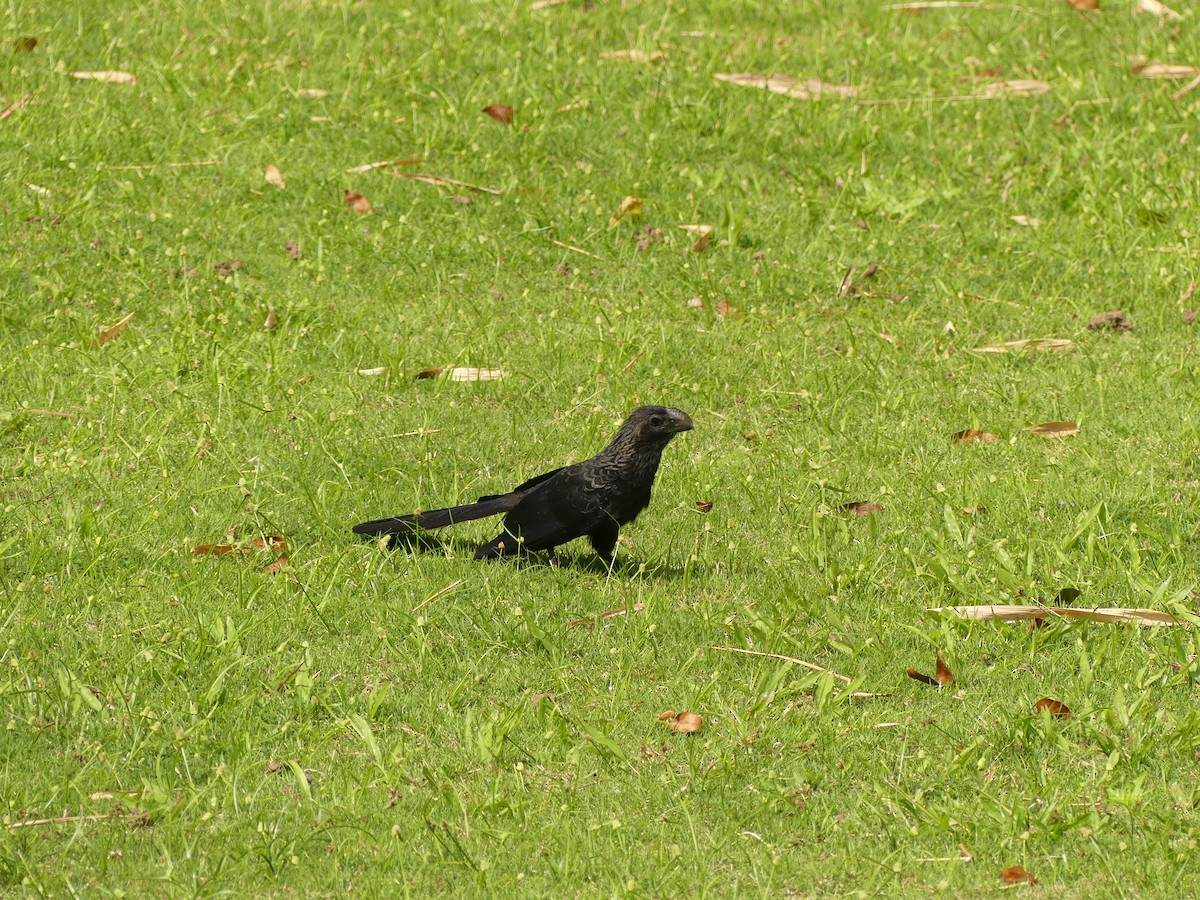 Smooth-billed Ani - ML532755431