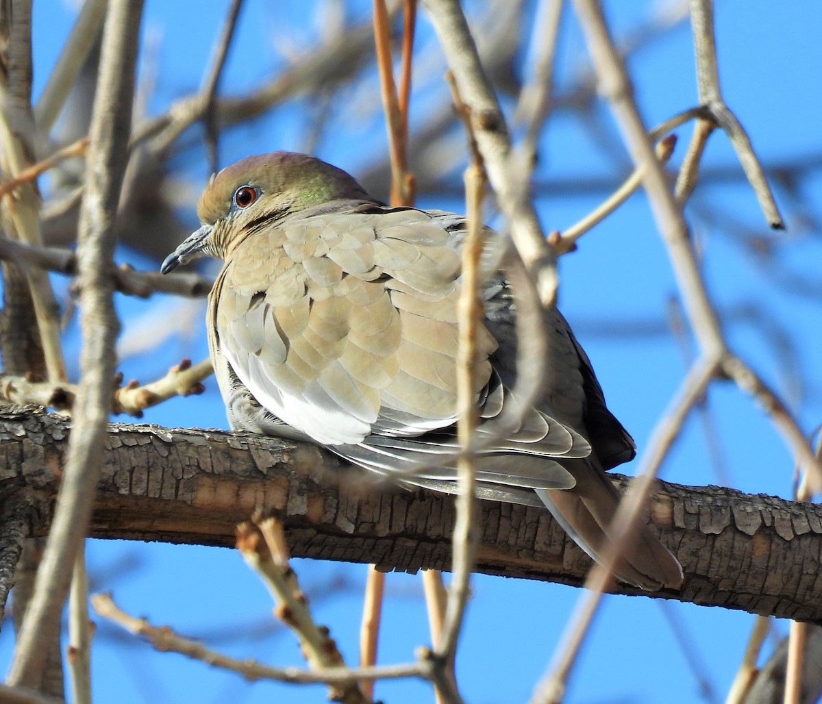 White-winged Dove - ML532755731