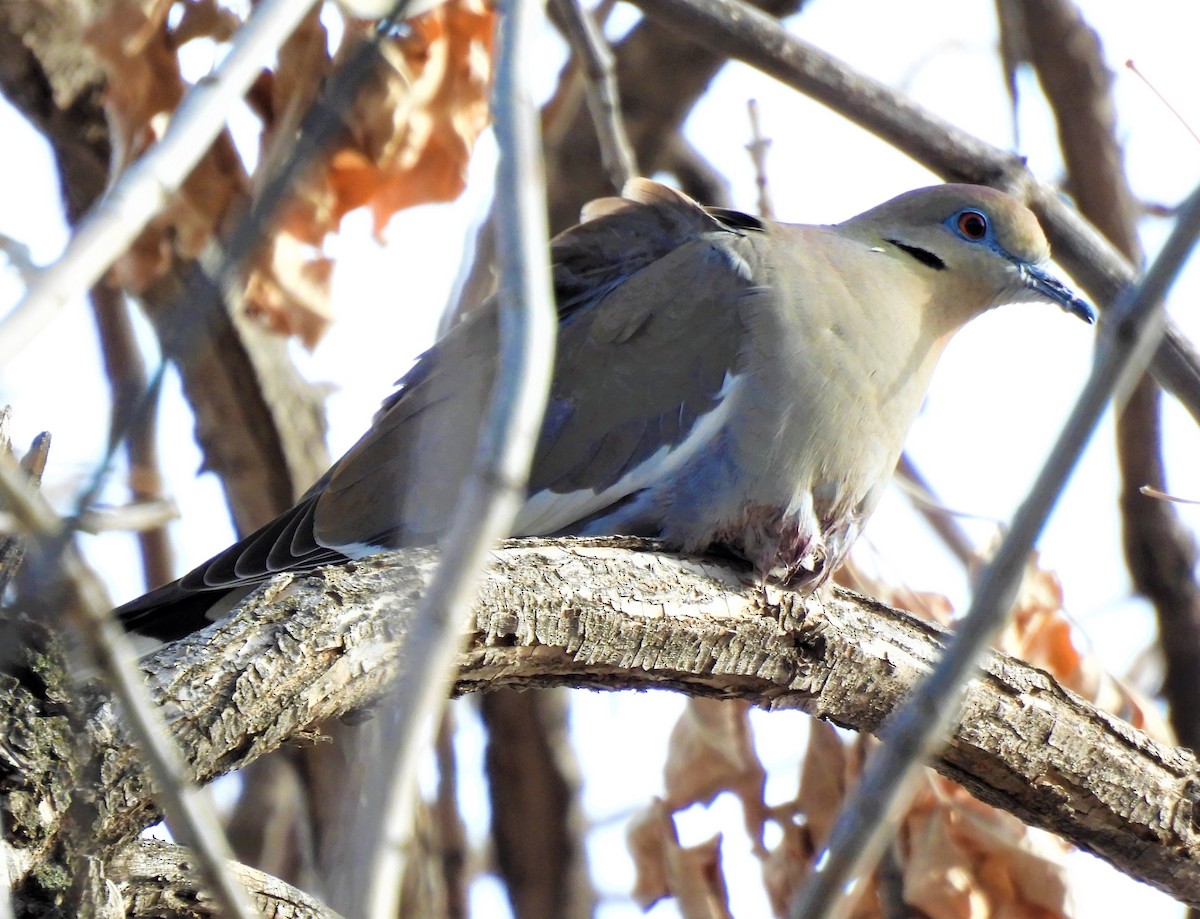 White-winged Dove - ML532755781