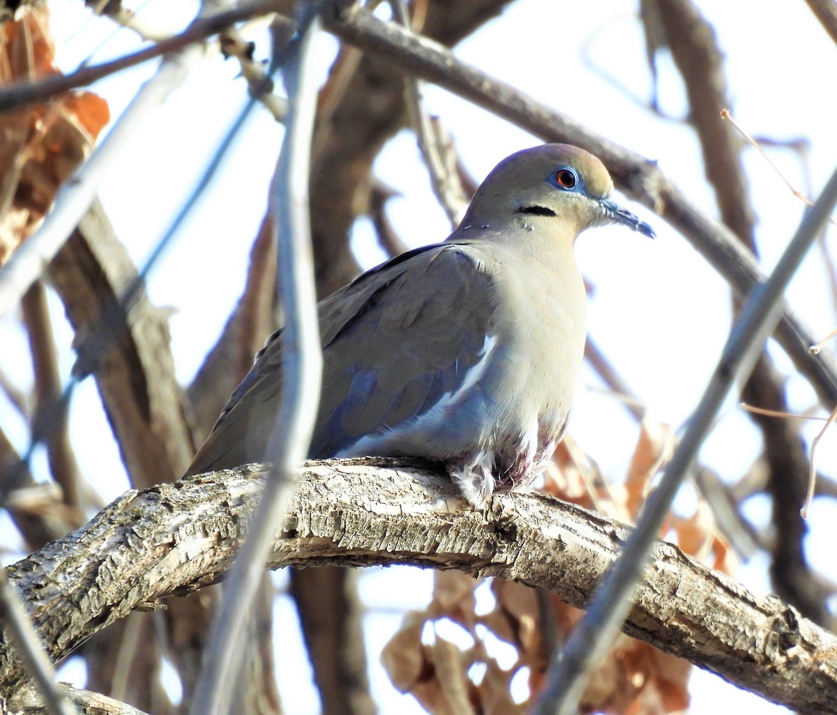 White-winged Dove - ML532755831