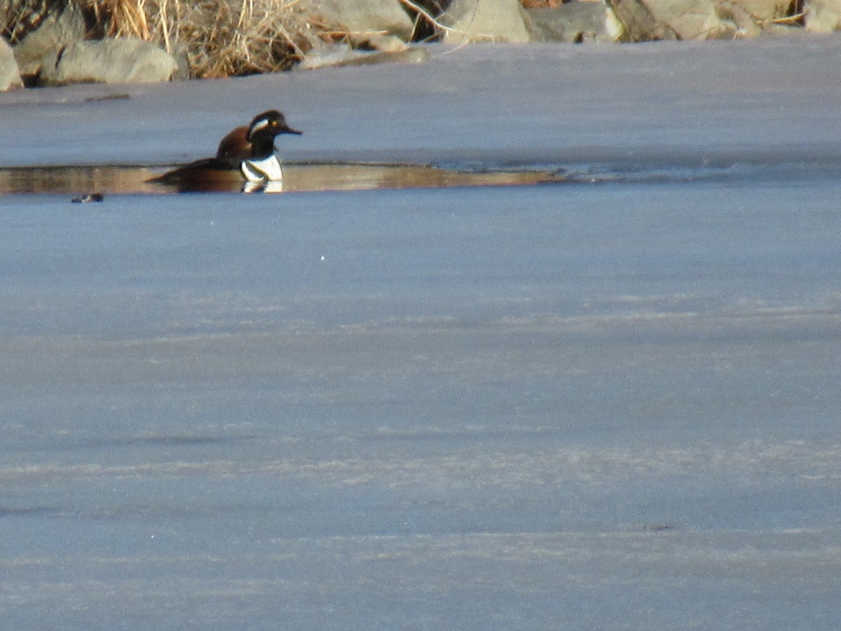 Hooded Merganser - ML532756701