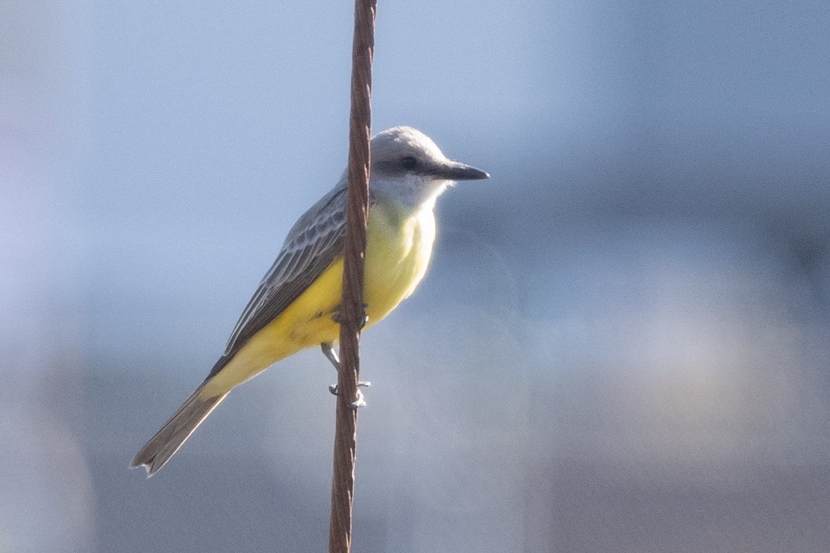 Tropical Kingbird - ML532756781