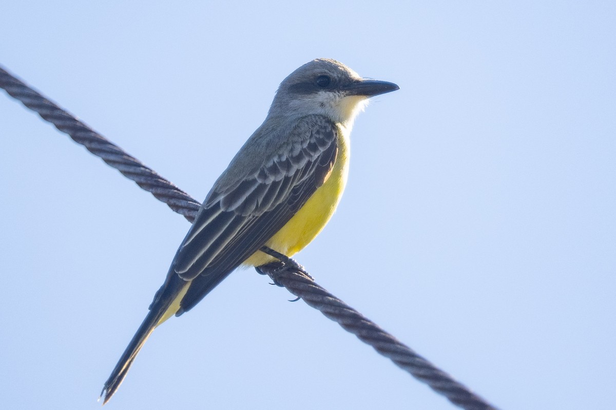 Tropical Kingbird - ML532756821