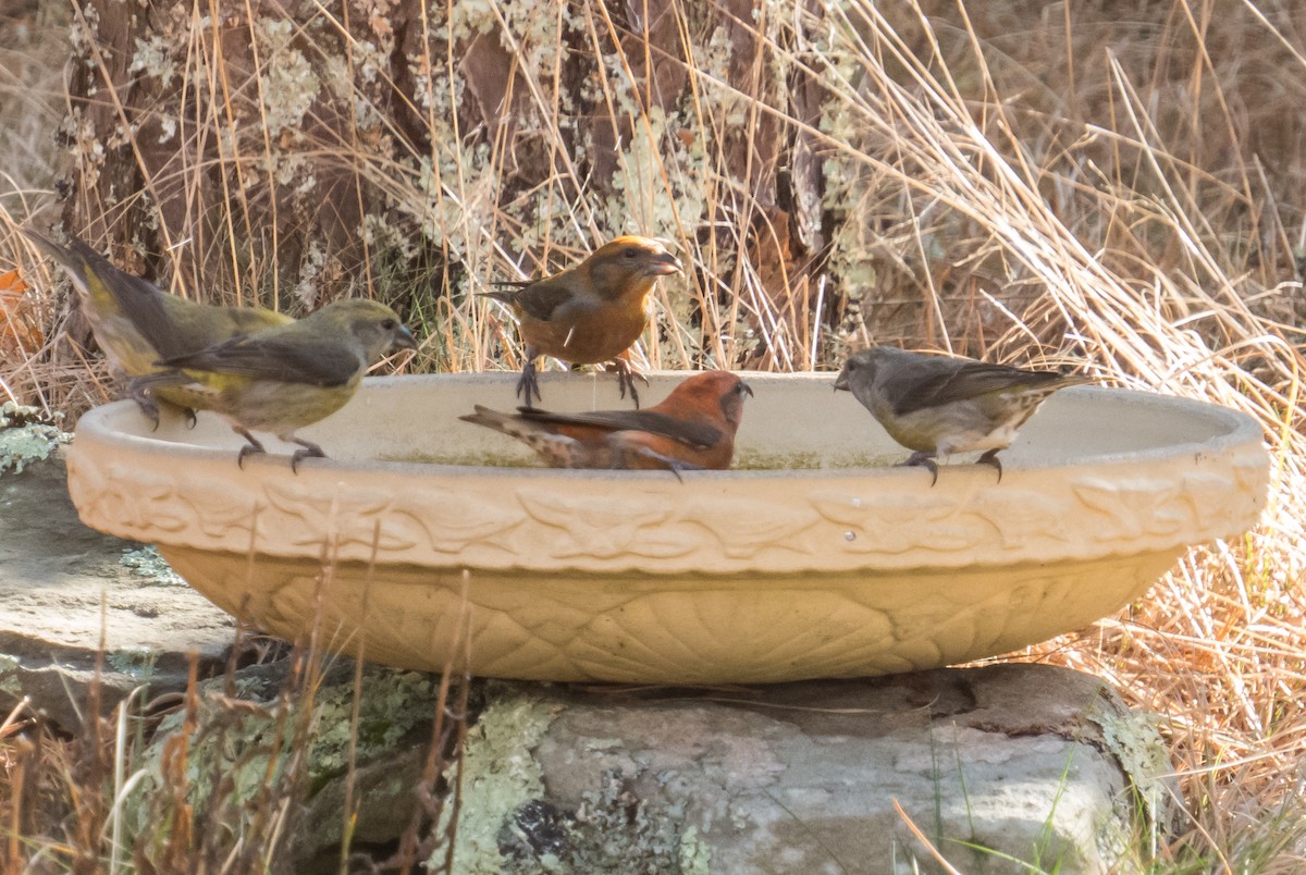 Red Crossbill - ML532758291