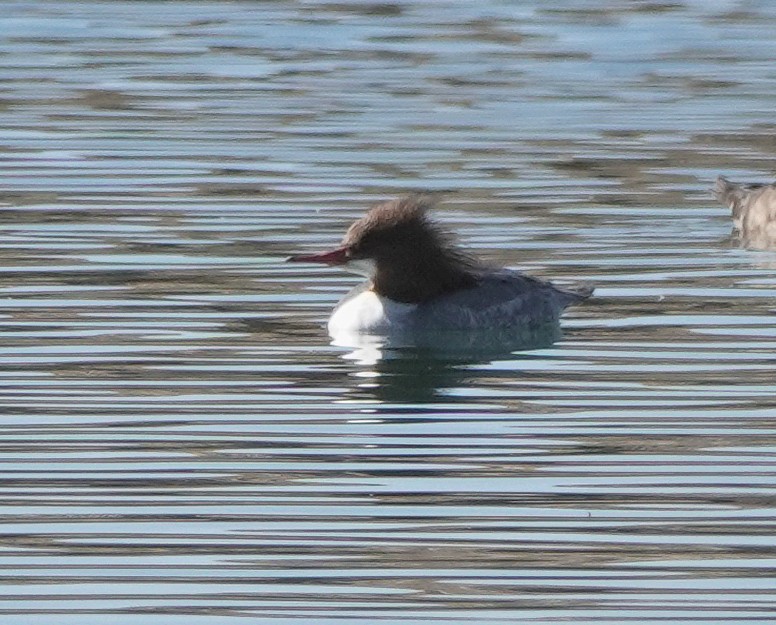 Common Merganser - ML532759151