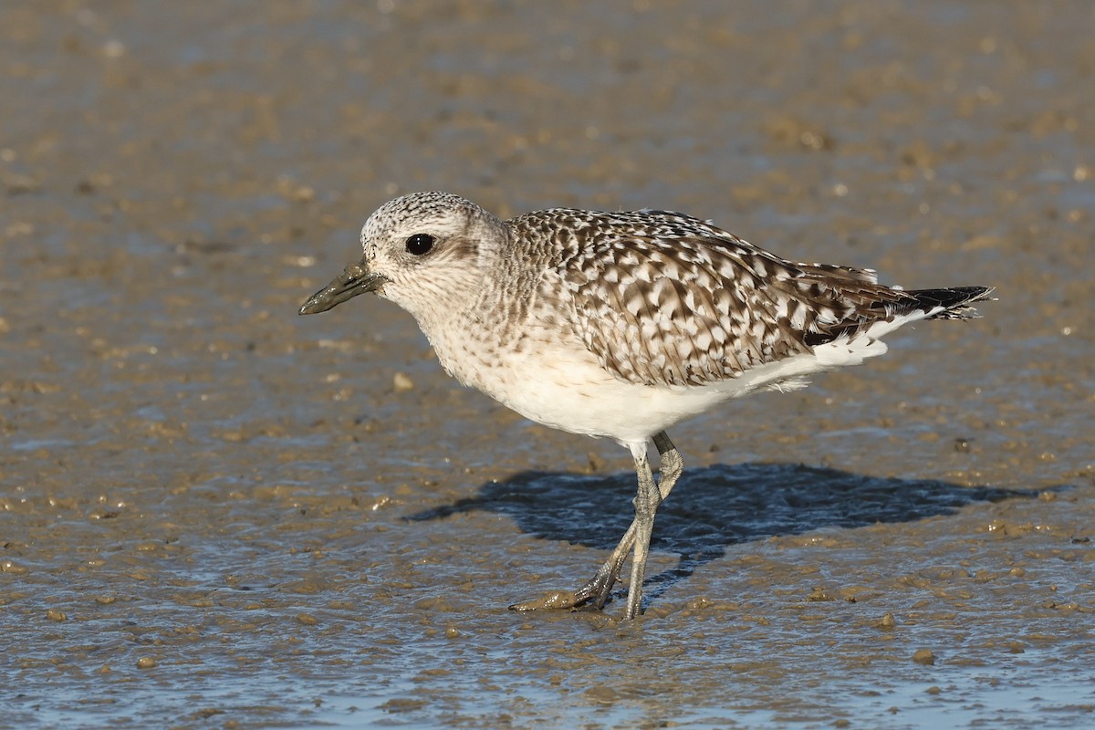 Black-bellied Plover - Tiago Guerreiro