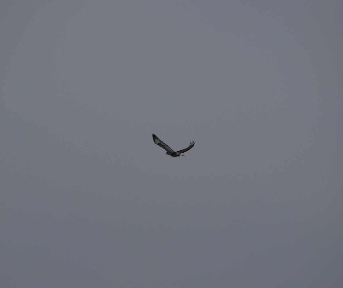 Rough-legged Hawk - ML532760341