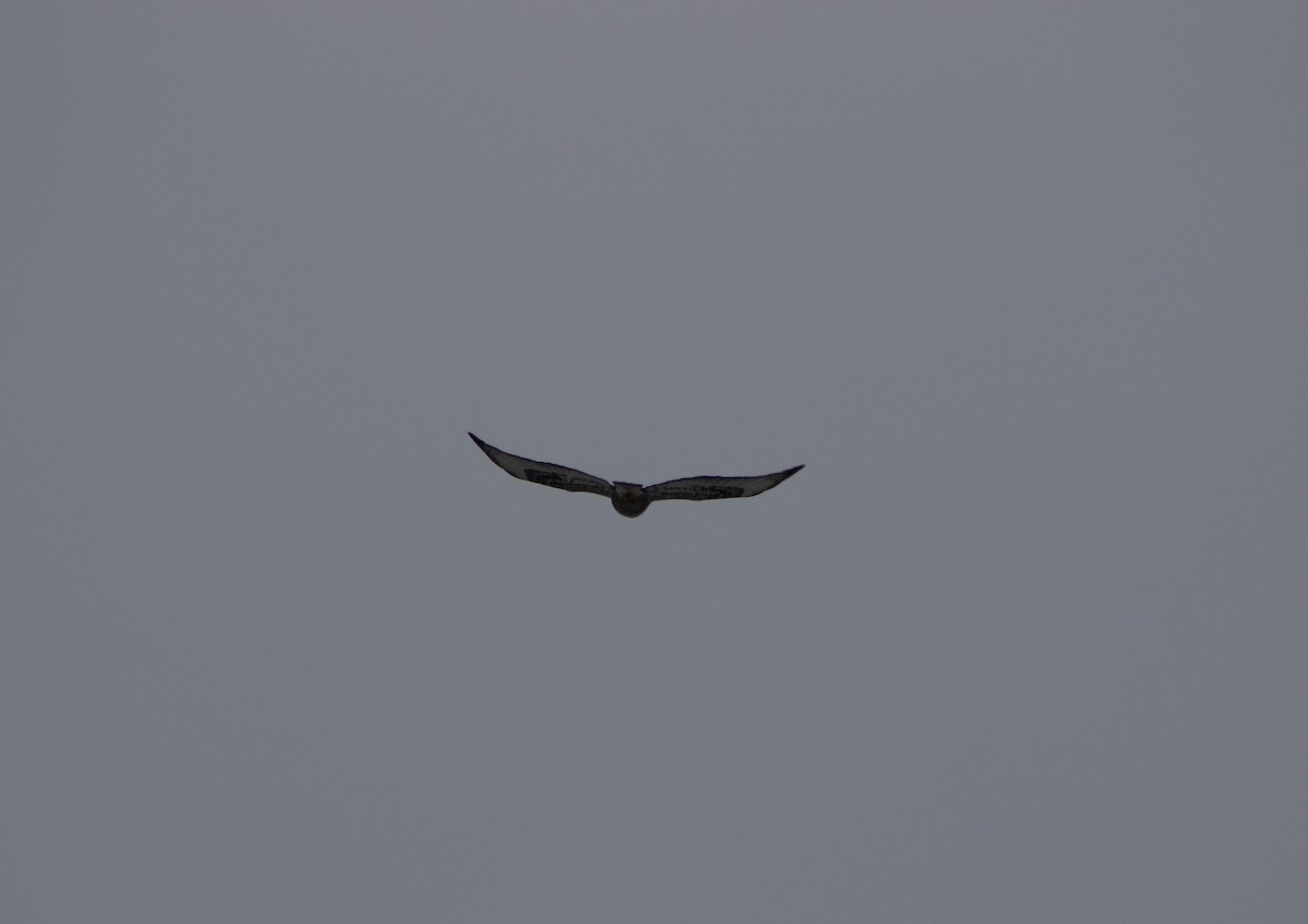 Rough-legged Hawk - ML532760431