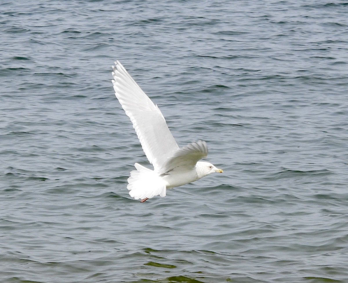 Iceland Gull - ML532760461