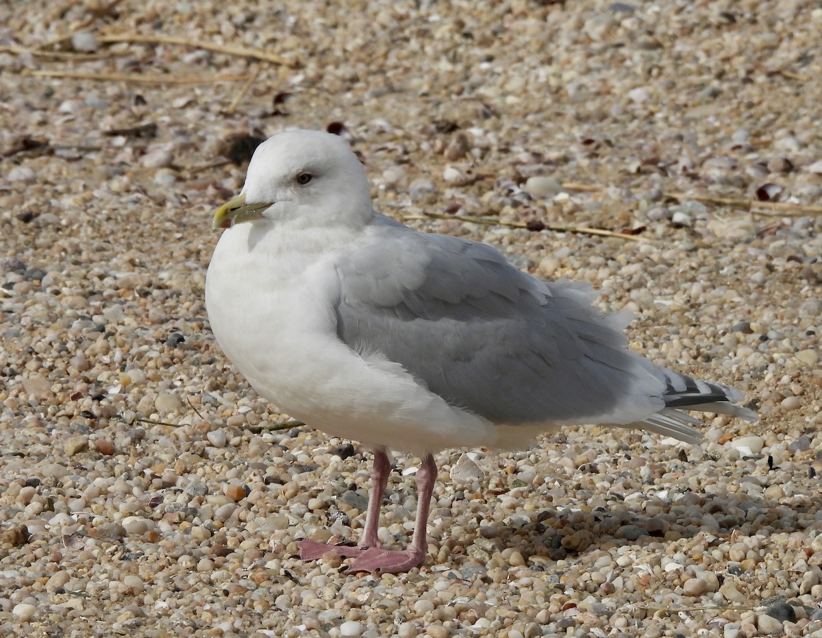 Iceland Gull - ML532760471