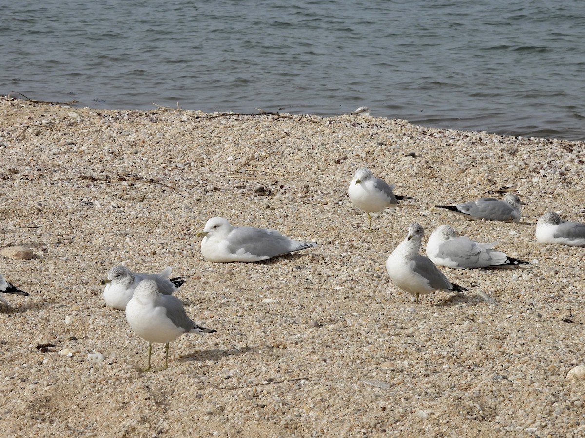 Iceland Gull - ML532760491