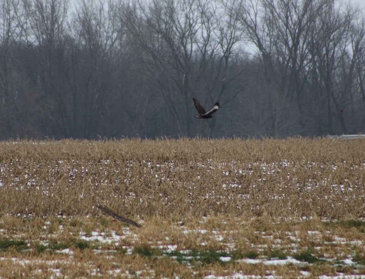 Rough-legged Hawk - ML532760591