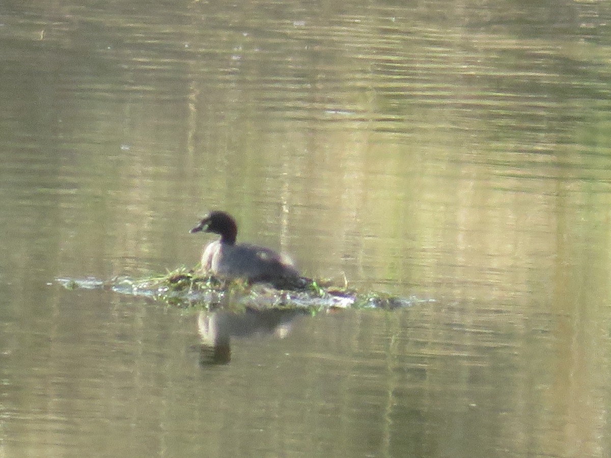 Australasian Grebe - ML532761411