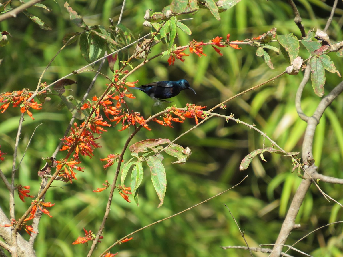 Purple Sunbird - ML53276151