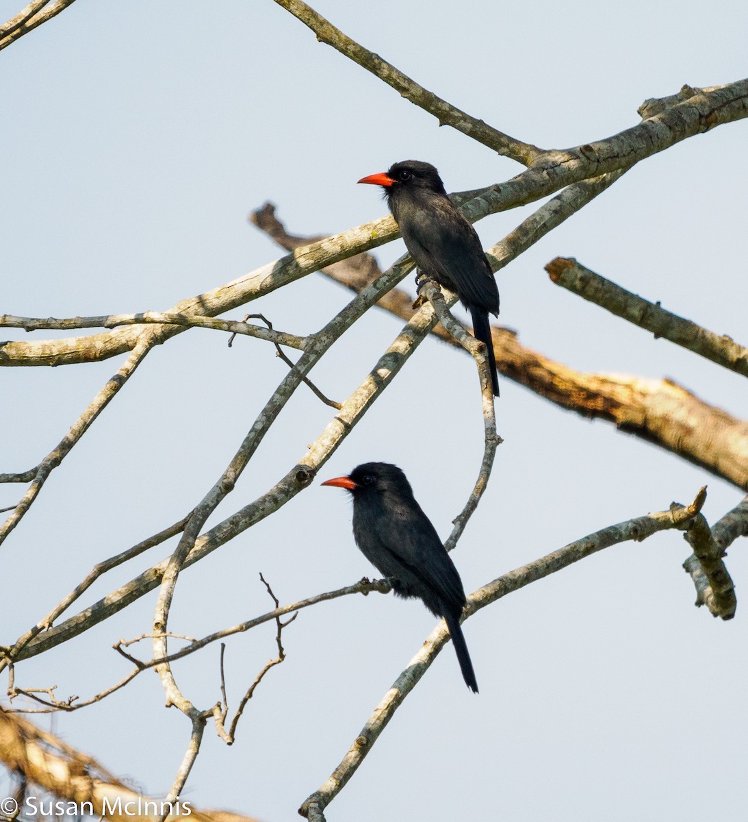 Black-fronted Nunbird - ML532761511