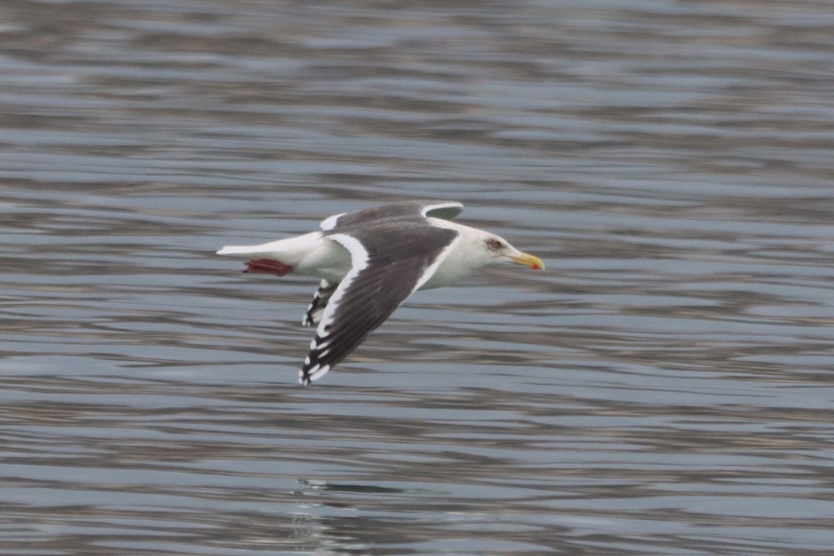 Gaviota de Kamchatka - ML532763021