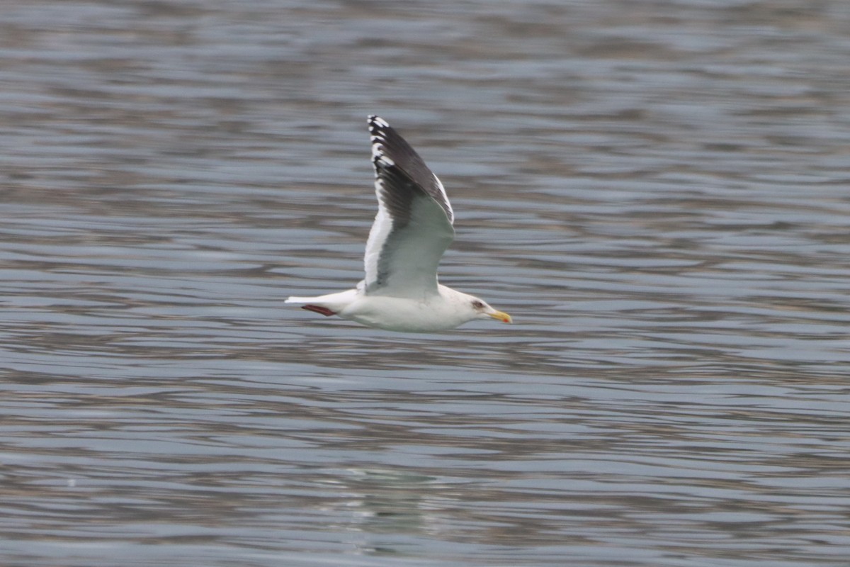 Gaviota de Kamchatka - ML532763071