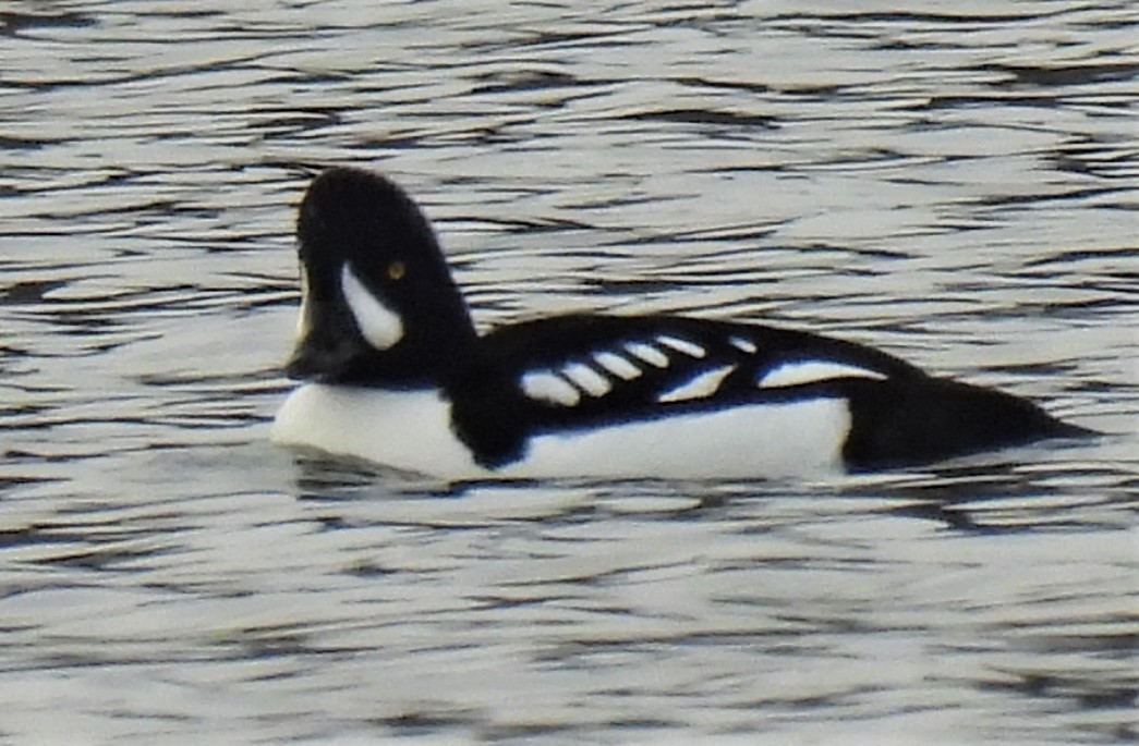 Barrow's Goldeneye - ML532763191