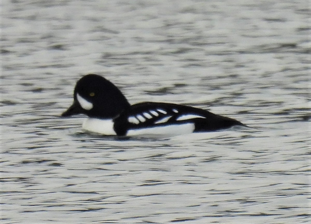 Barrow's Goldeneye - ML532763391