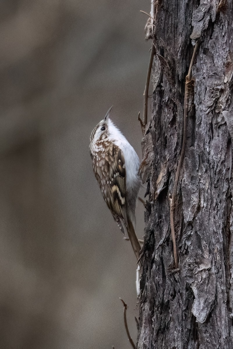 Eurasian Treecreeper - ML532763401