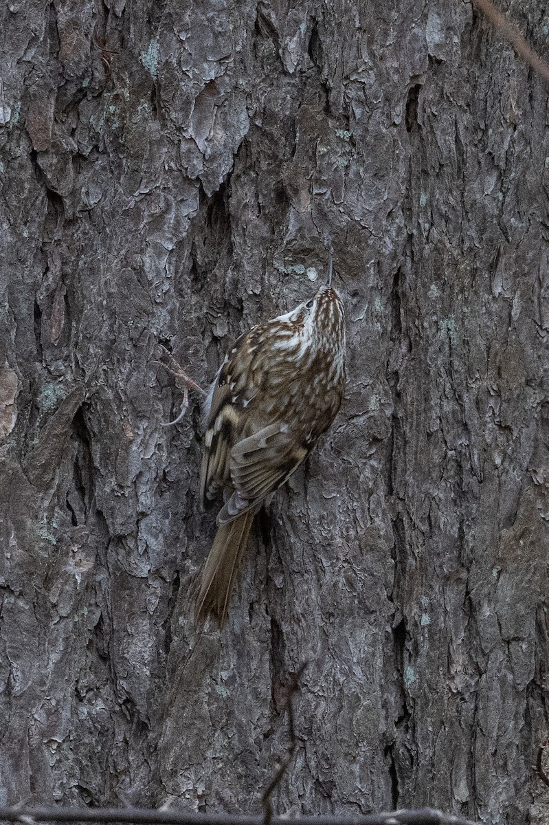 Eurasian Treecreeper - Graham Gerdeman