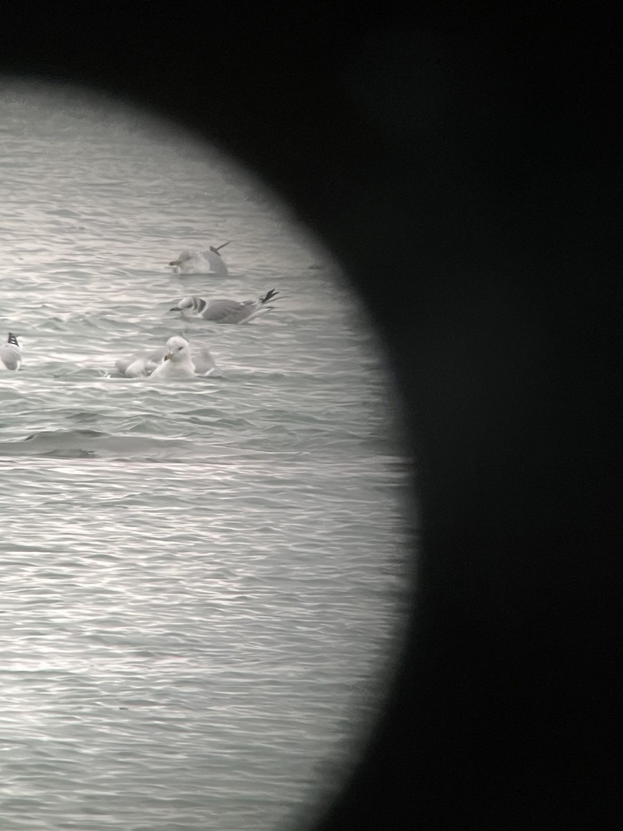 Black-legged Kittiwake - ML532763861