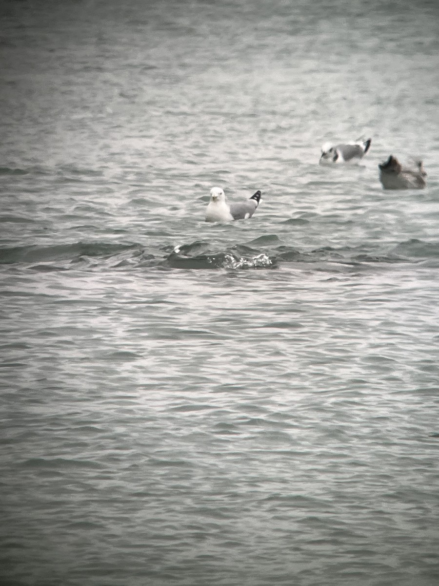 Black-legged Kittiwake - ML532763881