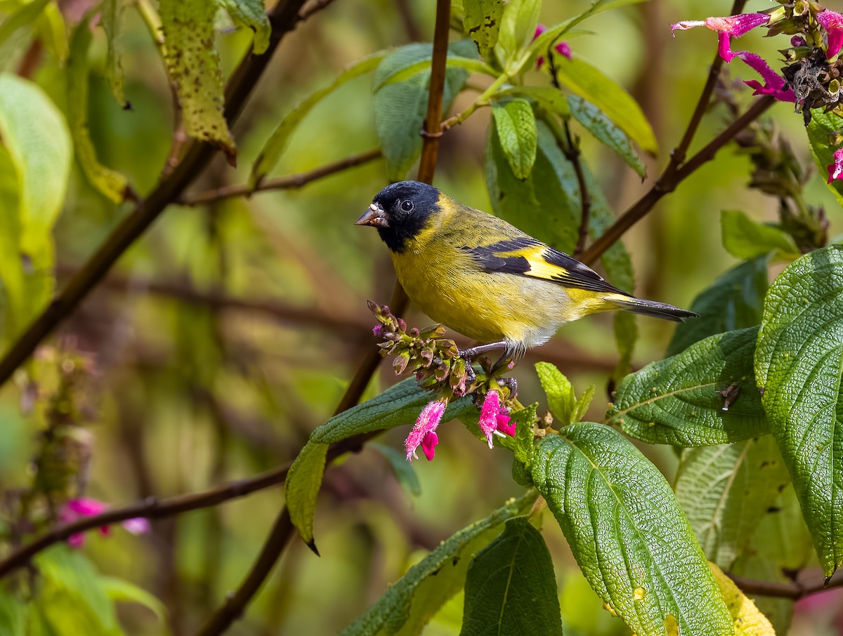 Hooded Siskin - ML532764321