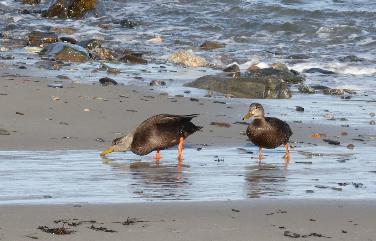 American Black Duck - ML532764761
