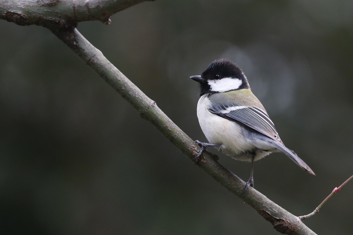 Asian Tit (Japanese) - Rick Franks
